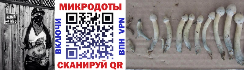 мега как войти  Гурьевск  Галлюциногенные грибы Psilocybe 